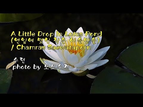 A Little Drop In Lotus Pond (연잎에 맺힌 작은 이슬방울) / <strong>Chamras</strong> Saewataporn &amp;amp; photo by 모모수계