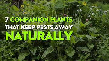 Top 7 Companion Plants That Keep Pests Away Naturally
