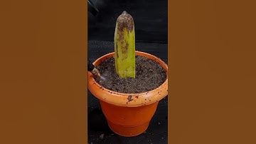 Kích rễ cây chuối nhân giống bằng quả