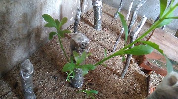 Kỷ Thuật GIÂM CÀNH Lộc Vừng ra mầm Cực khỏe