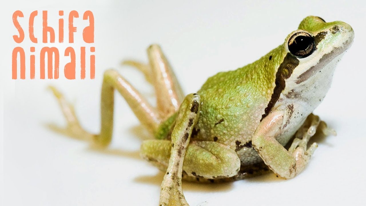 il Verme Parassita che fa crescere zampe in più alle rane YouTube il Verme Parassita che fa crescere zampe in più alle rane YouTube