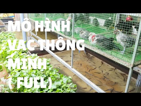 Video: Cách Tạo điều Kiện Và Duy Trì Trang Trại Chăn Nuôi Gà Mini Trong Nước (phần 1)