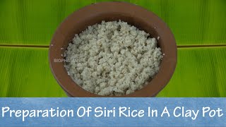 PREPARATION OF SIRIDHANYA RICE IN A CLAY POT | Best For Lemon Rice, Fried Rice | Biophilians Kitchen