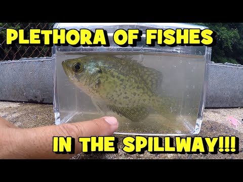 there-was-a-plethora-of-fish-down-there!!!-spillway-fishing-after-the-heavy-rain!