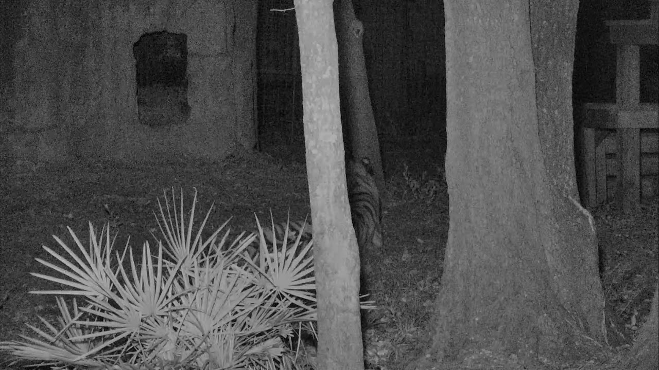 Tiger Lake Cam 04042018 001104 011104 YouTube