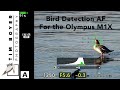Bird Detection AF For Olympus M1X