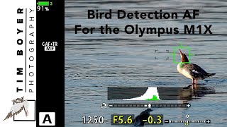 Bird Detection AF For Olympus M1X