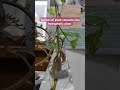 ECOLOGICAL ADAPTATION # Botany # plant