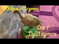 От 1-21 сутки индюшата Биг 6! Как вырастить индюшат до 3 недельного возврата ! Первые 20 дней !