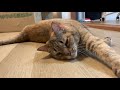 新居に慣れてきてゴロゴロする猫