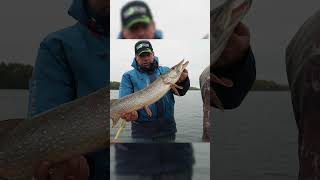 Рабочая точка  #norstream #fishing #рыбалка #щука #спиннинг