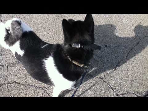 Maven's off leash training - working with real life distractions, today a chihuahua