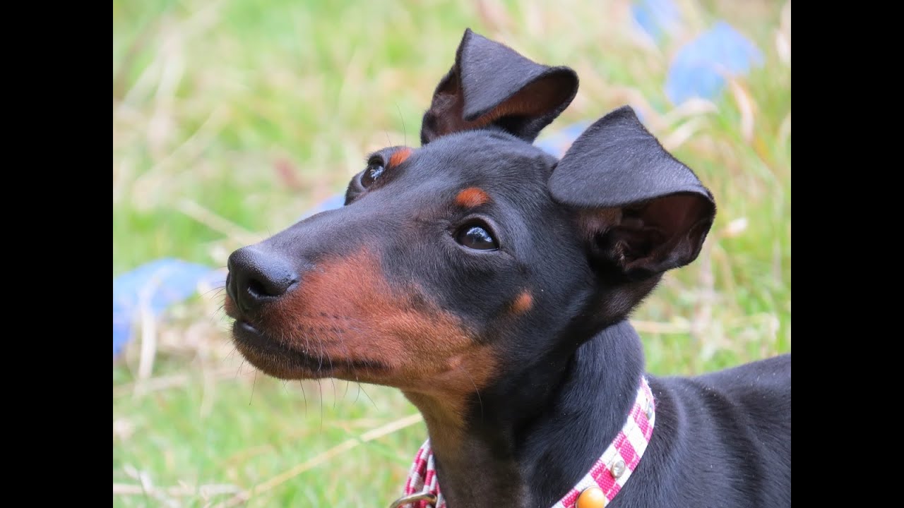 manchester terrier puppy