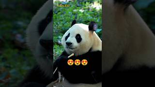 8.31福公主太美了😍一眼万年误终生的美#大熊猫#大熊猫福宝#panda#Fu Bao#판다#푸바오#大熊貓#大熊貓福寶#福寶#fubao