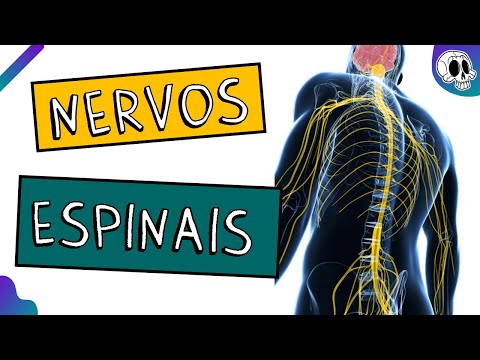 Nervos Espinais