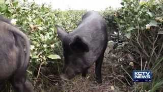 Jeju Black Pigs Named Natural Monument