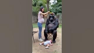 Download lagu A woman who gave birth to gorillas. #animals #lovely #cute#gorilla