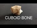 CUBOID BONE