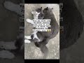 Meng meng udah kebelet #shortvideo #kucing #cats