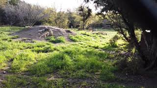 Mexican Wolves Close Up