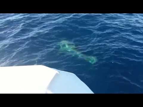 We spotted this Great White Shark stalking our boat on the way back from Rottnest Island off the coast of Perth in Western Australia. This was after Raft Up on Boxing Day 2010.