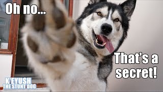 My Husky Answers Your Questions! How Does He Talk? Q&A With Key!