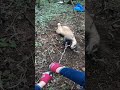 タヌキだけじゃなくアナグマも放獣してます