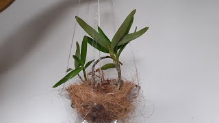 Vaso para orquídea em garrafa pet