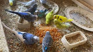 Download Lagu 30 Minute Bird Sound, Birds' Feeding Time Relaxing ASMR HD 4K 60 FPS MP3