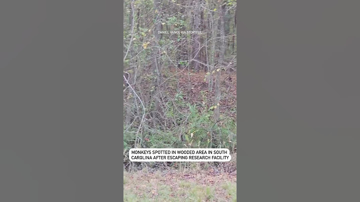 Monkeys spotted in wooded area in South Carolina after escaping research facility