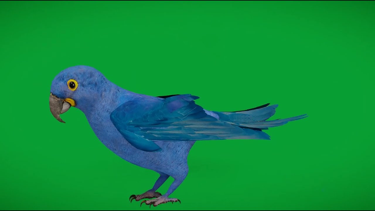 ルリコンゴウインコ 3Dモデル - ダウンロード 鳥類 オン 3DModels.org