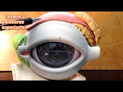 Video: Eye Muscle Repair Surgery: Fokuser På Fakta