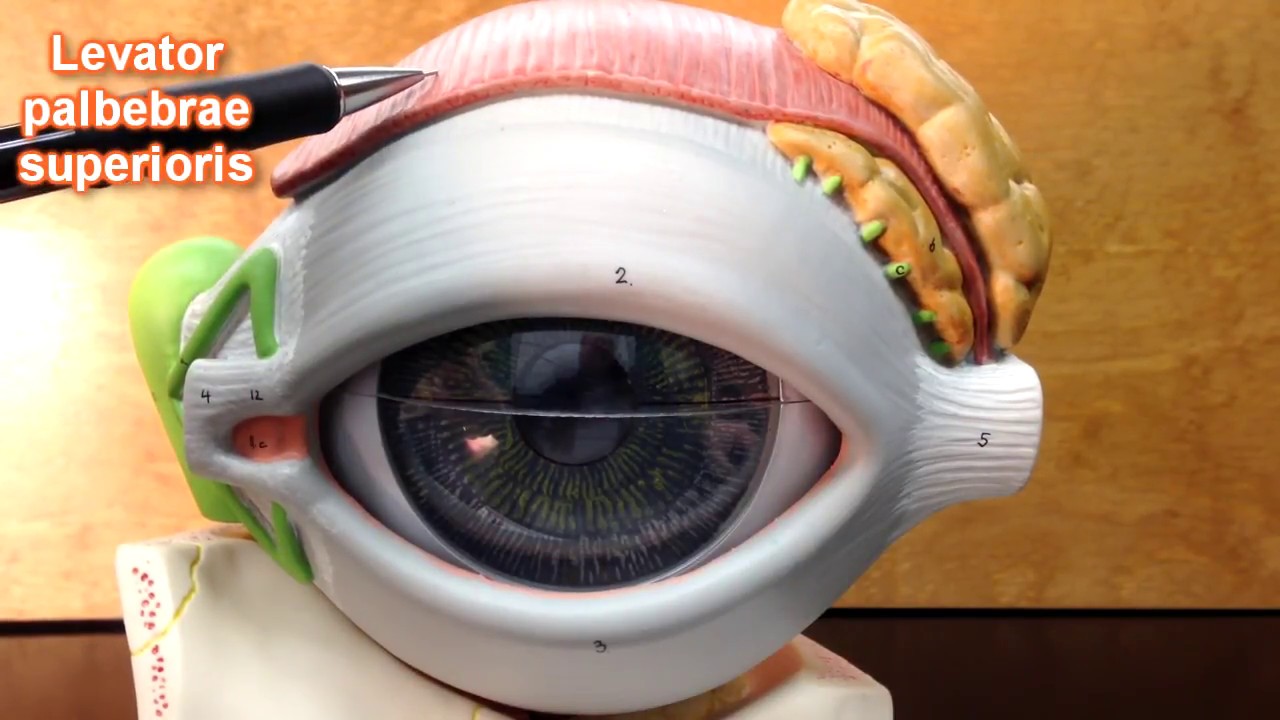 eye anatomy model