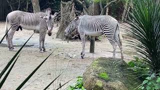 Zebras 🦓 at Singapore Zoo