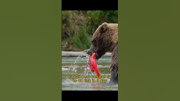 🐟Why Salmon migrate thousands of miles to DIE❓❓❓ #salmon