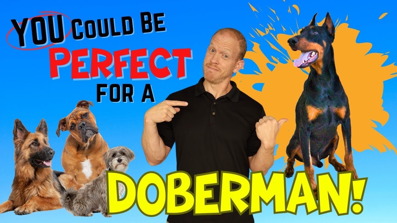 A Doberman Is Perfect for You if You Have These 5 Traits