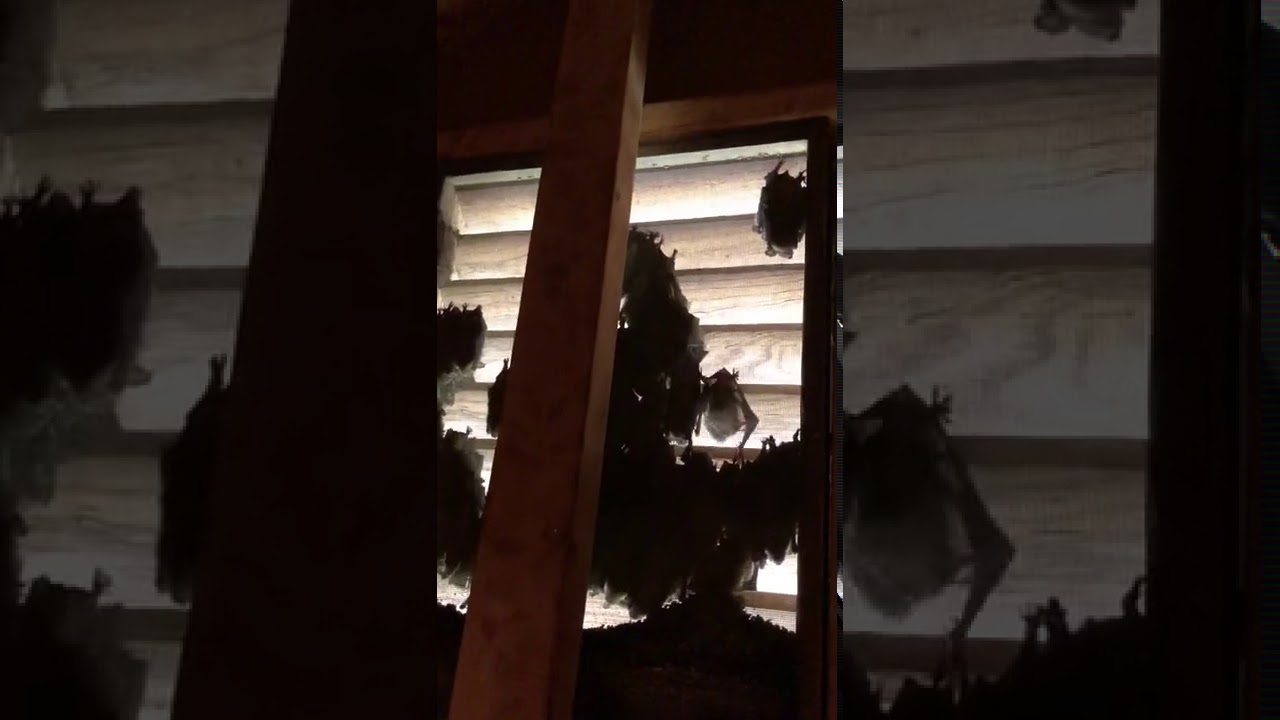 Bat Bugs are almost always with bats.