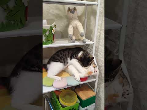 Видео: Она ее моет или ест?))) #котенок #лиска #shorts
