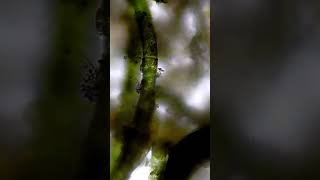 Avoiding his cellfie #microscope #science #kidsscience #moss