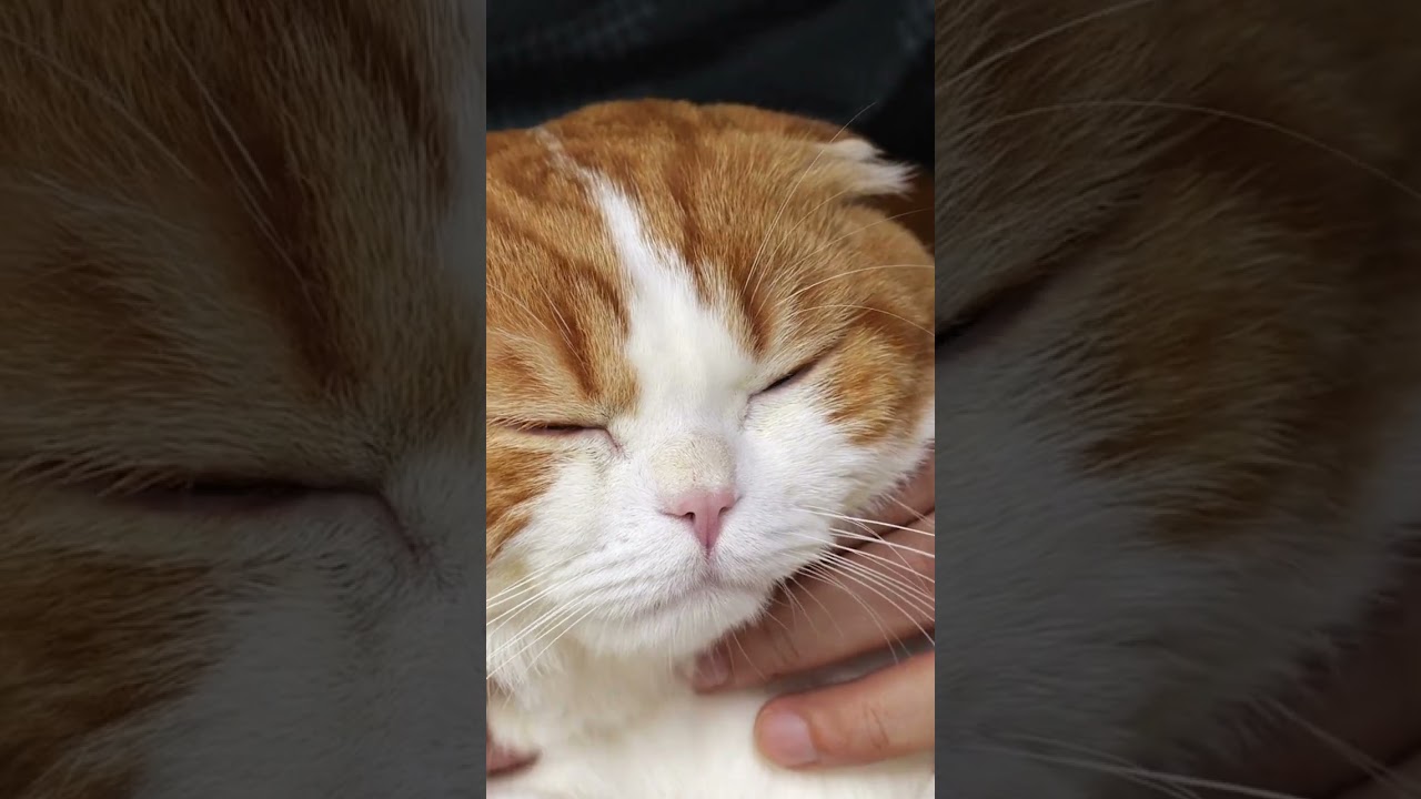 10 signs your cat adores you: understanding feline affection 