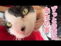 ついに先生は新しい猫ちゃんを迎え入れることにしました【猫のれいちゃん】