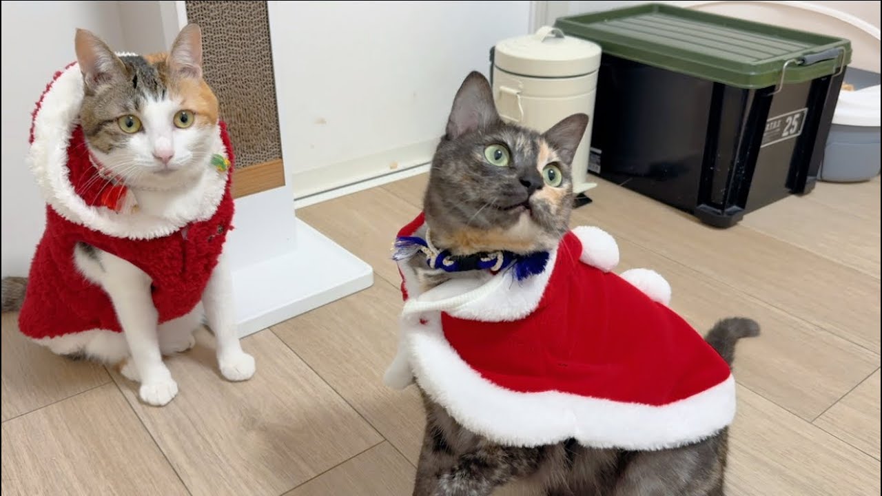 うみ とルナとクリスマスを過ごしたよ🎄.*