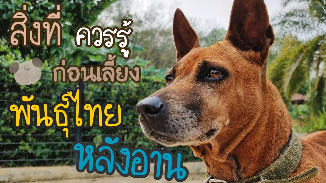 สิ่งที่เราควรรู้ก่อนเลี้ยงพันธุ์ไทยหลังอาน!! ห้ามพลาด!! | Pets Talk Ep.12