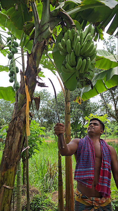 Fast Bananas Cutting 3144, ๐๐ฒ #shorts #food #banana