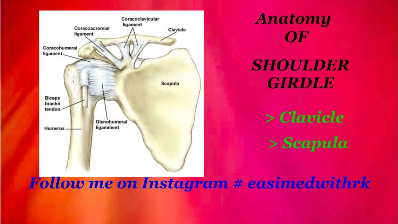 shoulder presentation in hindi