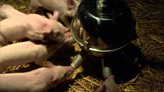 Ein Schweinchen namens Babe - Trailer