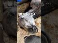 ヴェロくんの、無防備な特技を見て♡#TCC引退競走馬ファンクラブ #ホースシェルター #horse #馬