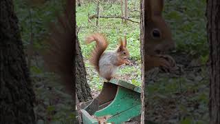 Белка в лесной столовой, ест орешки. Squirrel in the forest canteen, eating nuts. Белка на свободе.