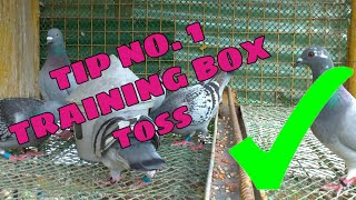 PIGEON TBOX TRAINING