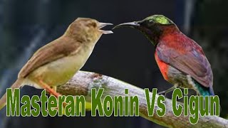 Masteran Konin Vs Cigun Suara Jernih Mantabbb Cocok Untuk Masteran Murai Batu